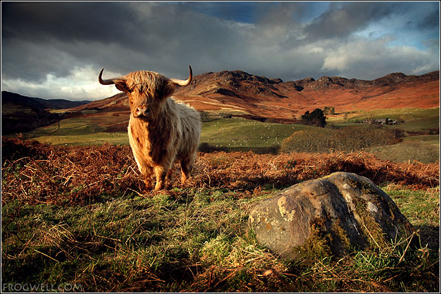 Highland Cow04.jpg